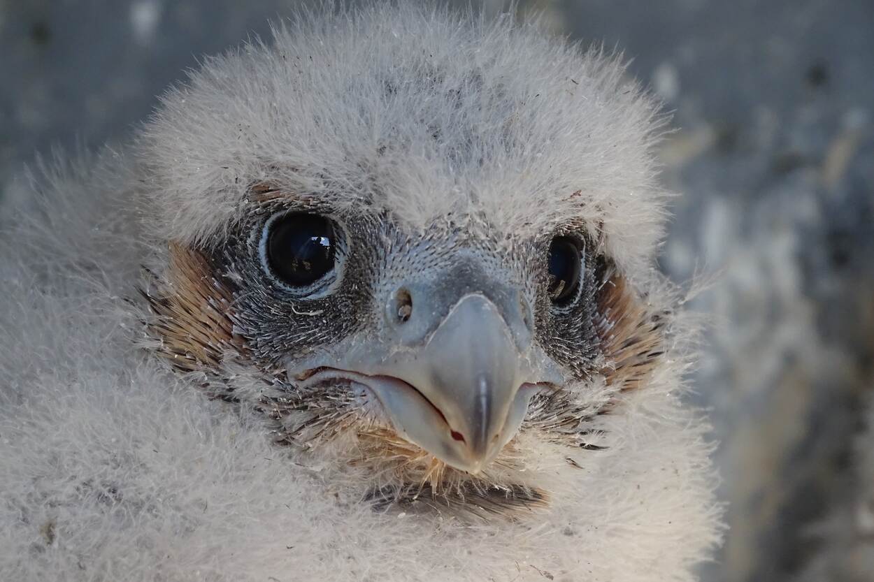 Close-up van een jonge slechtvalk