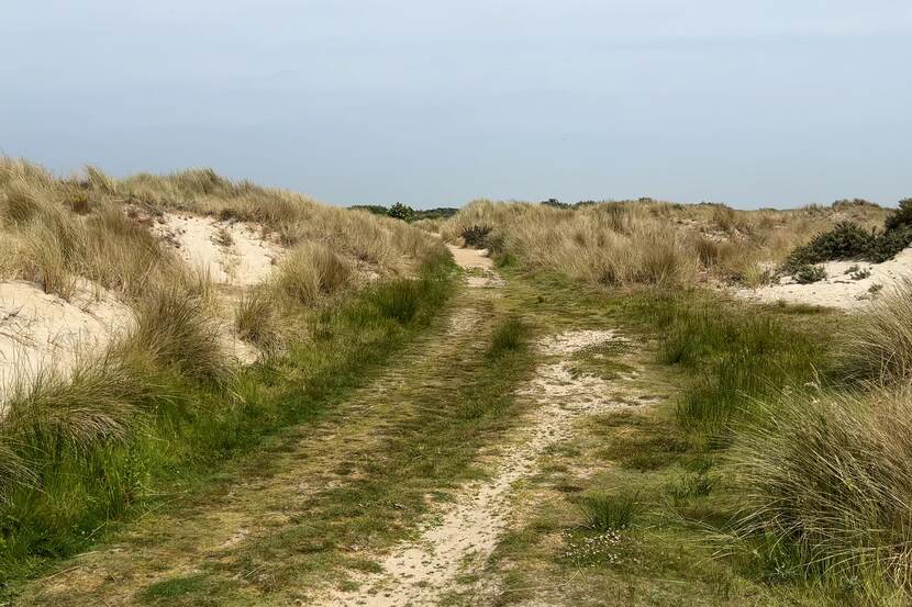 Jonge duinen Texel