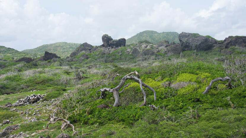 natuurgebied Wacawa op Curaçao
