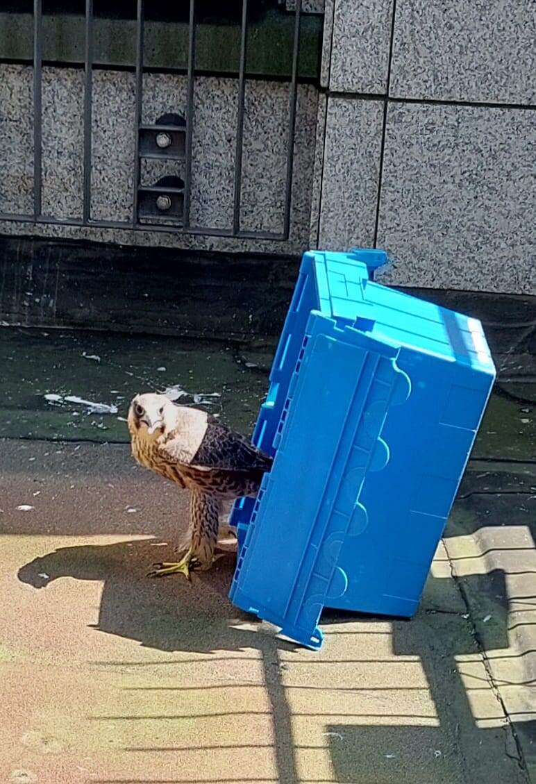 slechtvalk komt uit bak omdat hij wordt teruggezet bij zijn nestkast