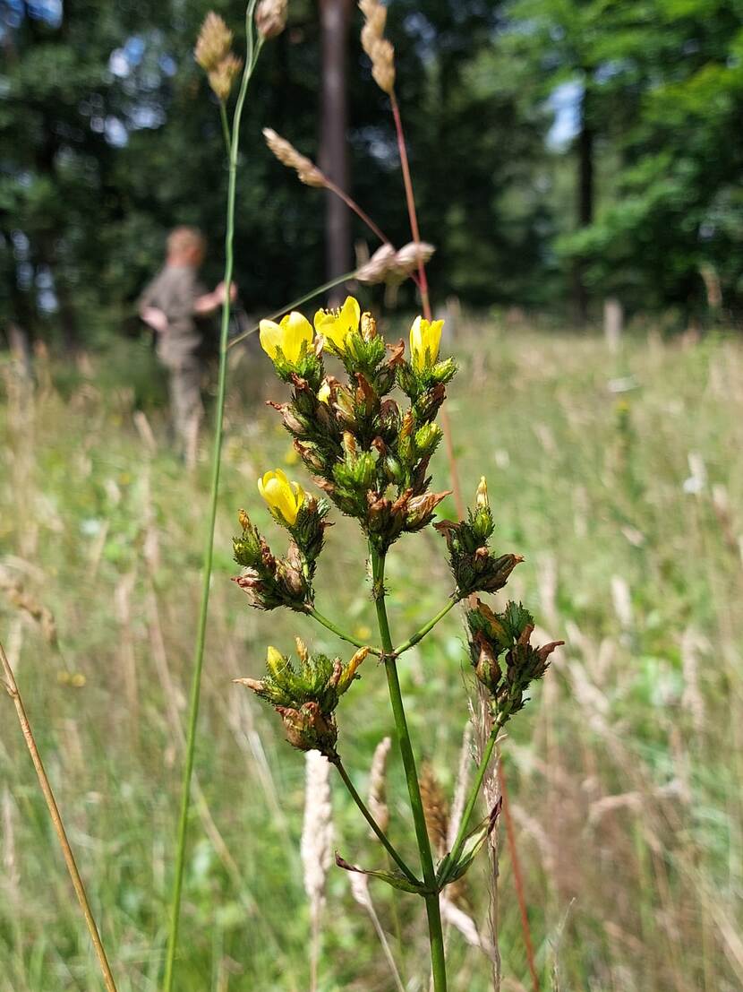 Berghertshooi plant