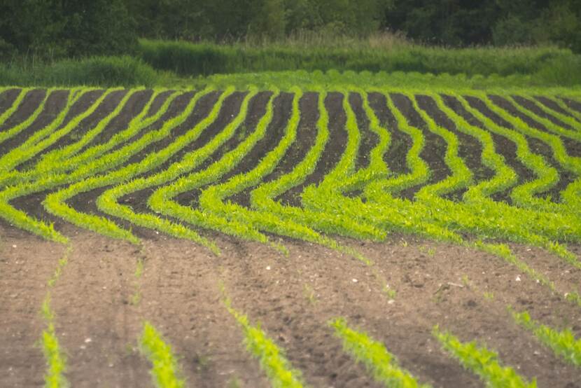 Hollands landschap. Ingezaaid akkerlandschap met bochten.