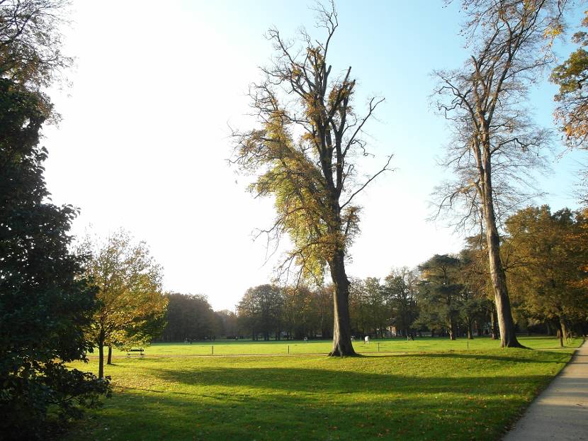 Afstervende solitairen in Park Huis Doorn, Doorn