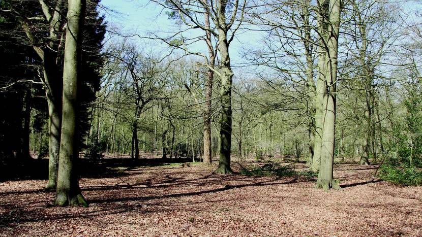 Doorn, Huis Doorn, bospad