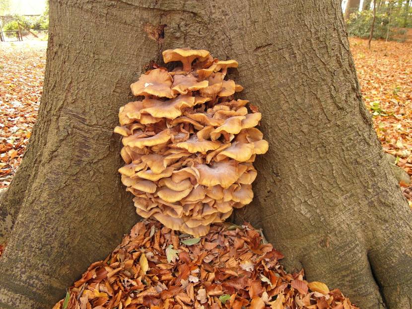 Zwamaantastingen oude bomen in Park Huis Doorn, Doorn